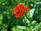 Bright red flower with buds in the shape of a ball with the name lychnis Maltese cross