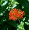 Bright red flower with buds in the shape of a ball with the name lychnis Maltese cross