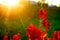 Bright red flower buds of snapdragons bloom at ilocate against an orange sunset