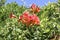 A bright red flower cluster on a sunny day