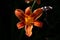 Bright red flower on a dark background