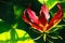 Bright red flower Gloriosa on banana leaf background