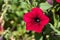 Bright red flower, Wild petunia ruellia hybrid close up on a plant in the sunshine