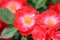 Bright red flowers blossomed in the garden. Pink background, happy mother`s day, birthday, March 8, spring, summer