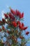 Bright red flowers of Callistemon viminalis Melaleuca viminalis, Weeping Bottlebrush