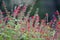 Bright red flowers cpurple sage, Salvia coccinea on the flower bed