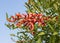 Bright red flowers of Erythrina crista-galli or cockspur coral tree