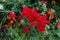 Bright red flowers in a flower bed, among green foliage, defocused