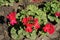 Bright red flowers of zonal pelargoniums