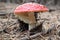 A bright red fly agaric and a beautiful raised skirt.