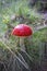 Bright red fly agaric in dense moss