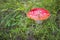 Bright red fly agaric in dense moss