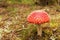 Bright red Fly agaric poisonous mushroom in a grass, closeup