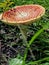 a bright red fly agaric with a saucer-shaped hat