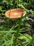 a bright red fly agaric with a saucer-shaped hat