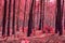 Bright and red forest magic autumn mysterious wilderness no one around