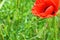 Bright red fresh papaver flowers, poppy bushes growing in the field, among green grass.