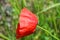 Bright red fresh papaver flowers, poppy bushes growing in the field, among green grass.