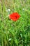 Bright red fresh papaver flowers, poppy bushes growing in the field, among green grass.