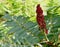 Bright red fruiting body and green leaves of staghorn sumac