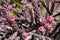 Bright red fruiting cactus in American Southwest