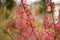 Bright red fruits of euonymus alatus. Winged spindle, winged euonymus or burning bush