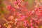 Bright red fruits of euonymus alatus. Winged spindle, winged euonymus or burning bush. Beautiful autumn vegetation