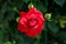 Bright red fully open rose surrounded with closed rose buds on dark green leaves background