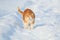 Bright red funny cat walking on the white snow pacing among the