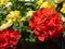 Bright red geranuim flowers on the background of yellow pansies