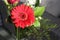 Bright Red Gerber Flower in a Closeup in a Balcony