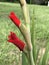 Bright Red Gladiolas - Linnaeus - in Morgan County Alabama US