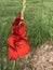 Bright Red Gladiolas - Linnaeus - in Morgan County Alabama USA