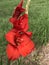 Bright Red Gladiolas - Linnaeus - in Morgan County Alabama USA