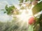 Bright Red and green Apples With Sunlight