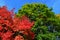 Bright red, green, and yellow coloured leaves on maple trees crowns Acer genus during autumn season in botanic garden, blue skies