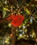 A bright red hanging Pohutukawa Tree bloom