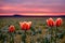 Bright red heads of tulip flower on background of glade before sunset.