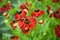 Bright red helenium flowers