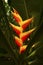 Bright red heliconia flowers emerge from dark shadows in Florida