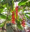 Bright red heliconia rostrata