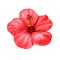 Bright red hibiscus flower isolated on white background. Hibiscus flower petals in high resolution closeup. Perfect for