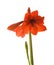 Bright red Hippeastrum