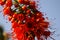 Bright red hot poker bottlebrush flower