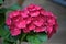 Bright red hydrangeas