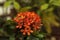 Bright red inflorescence of Ixora also known as jungle geranium