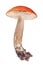 Bright red isolated Leccinum