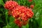 Bright red Ixora coccinea flowers