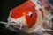 Bright red Koi fishes swim in an open pond, red, white and orange fish in open water