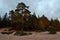 bright red large tall coniferous trees in light of sunset stand on sandy shore, coast with grass, shadows, evening